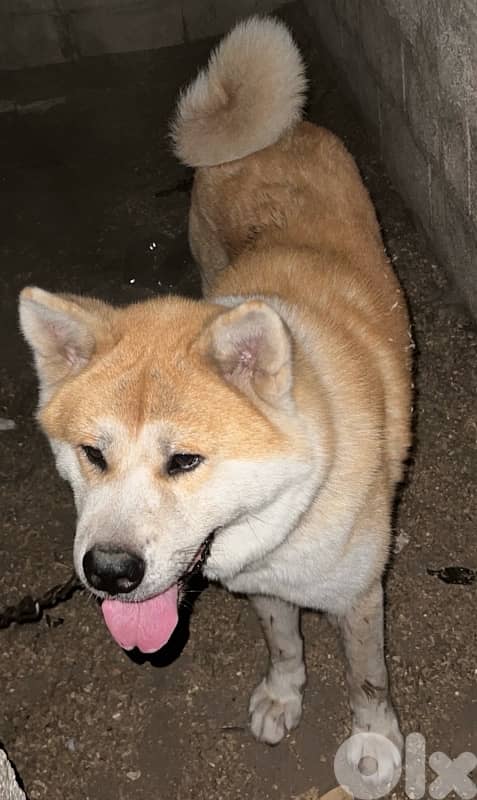 akita japaniese 0