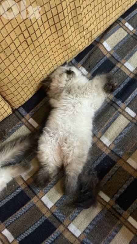 Siamese Himalayan kitten 0