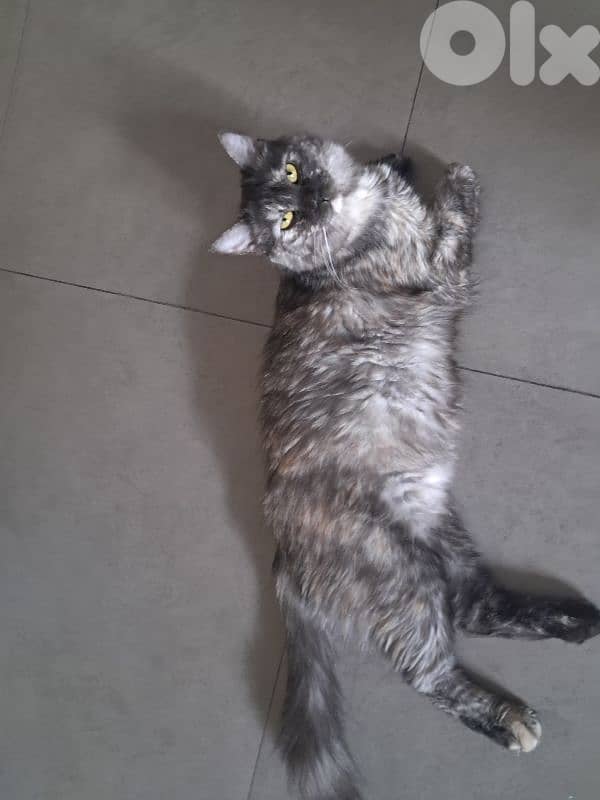 adoption cat pregnant 0