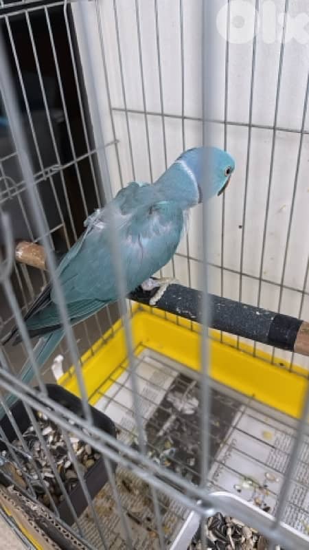 جوز ببغاء دره جاهز للانتاج 0