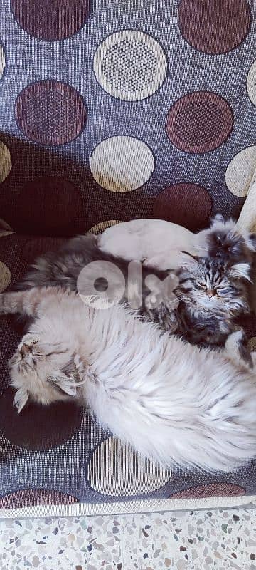 Professional Cat Boarding at My Home or In-Home Pet Sitting