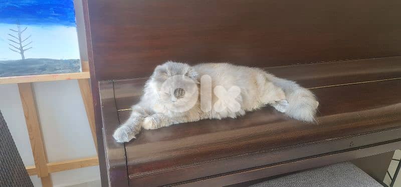 Persian Cat female 1