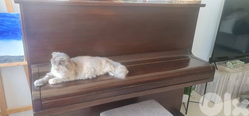 Persian Cat female 2