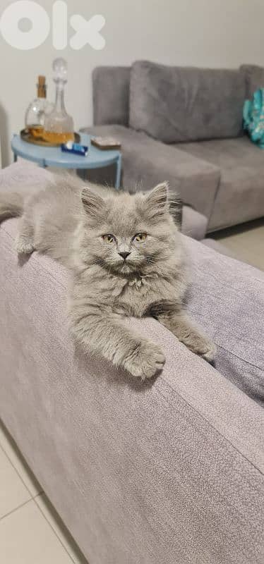 Purebred British Longhair Female Kitten