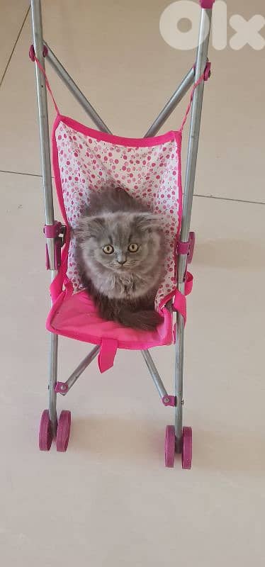 Purebred British Longhair Female Kitten 1