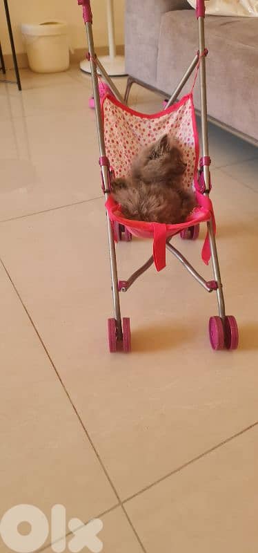 Purebred British Longhair Female Kitten 2