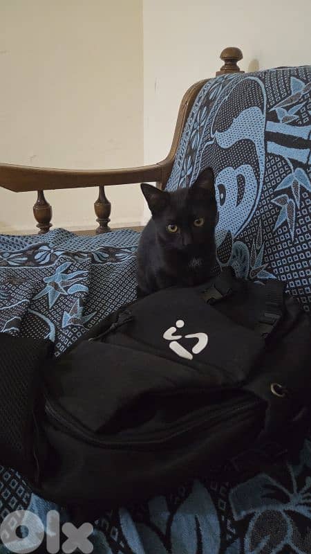 Black cat for adoption 1