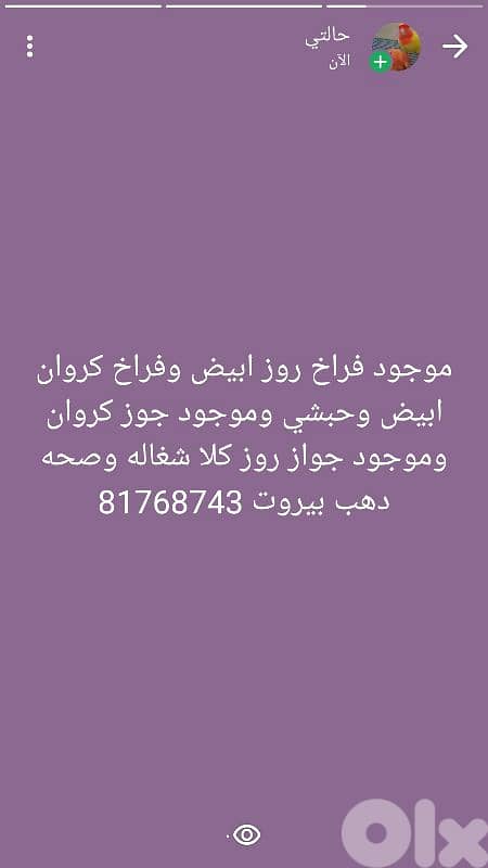 بيروت شياح 0