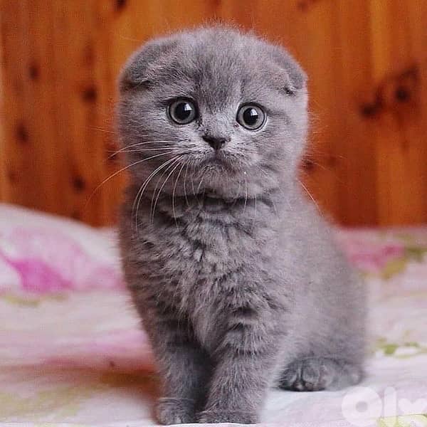 Lovely Scottish fold kitten available in store & delivery قطط 0