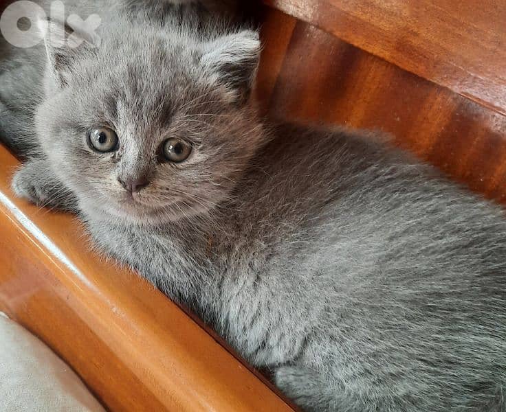 Pure Scottish and British kittens HIGHT QUALITY 1