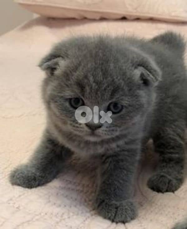 Pure Scottish and British kittens HIGHT QUALITY 2
