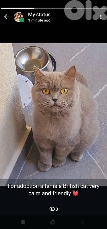 Lovely British Cat 0