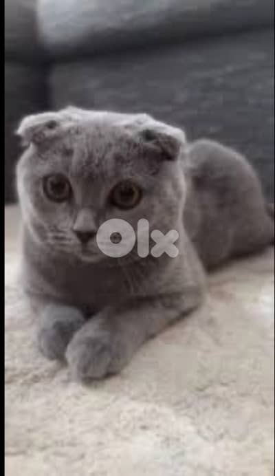 قطط للبيع