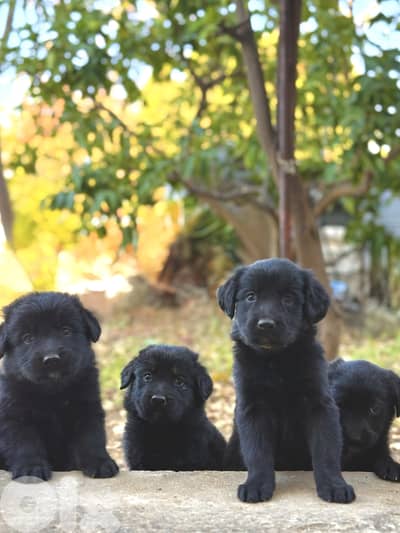 Golden retriever/ german shepherd