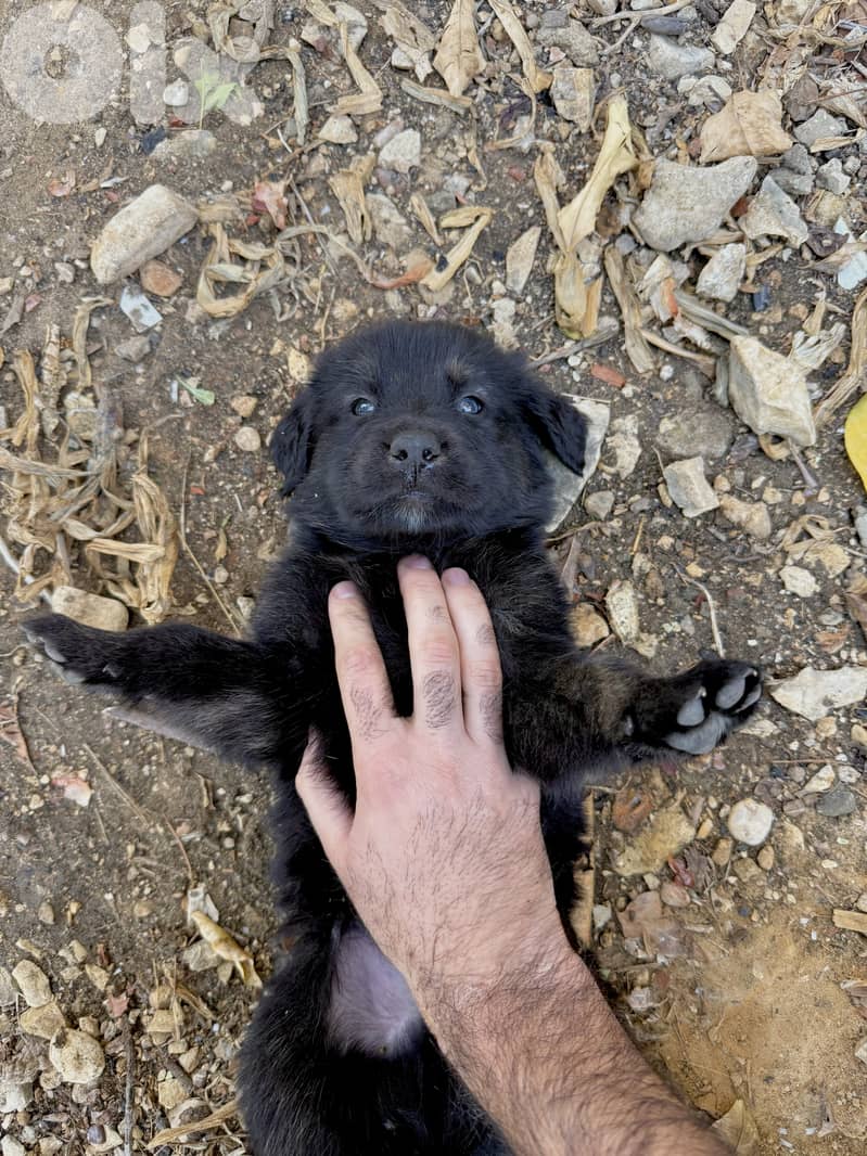 Golden retriever/ german shepherd 1