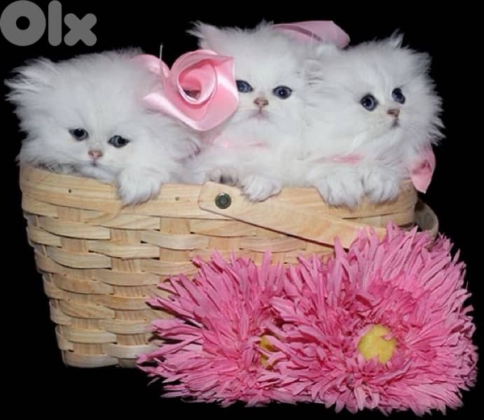 persian pure 70485808 0