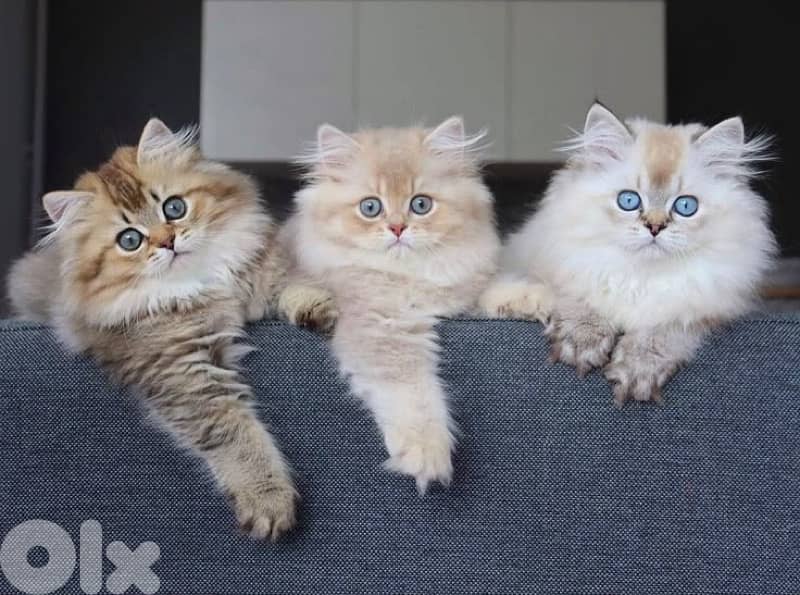 persian pure 70485808 1