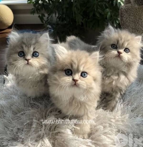 persian pure 70485808 2