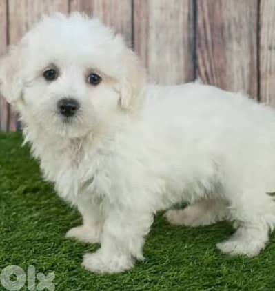 maltipoo