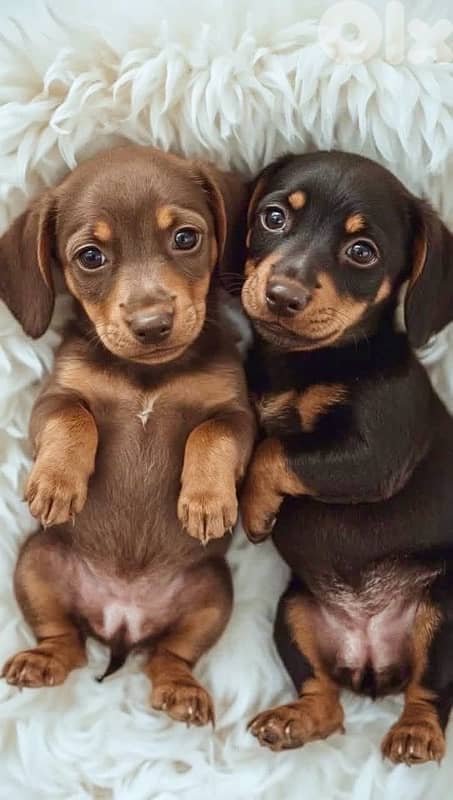 Dachshund Puppies imported pure breed dog كلاب Delivery 0