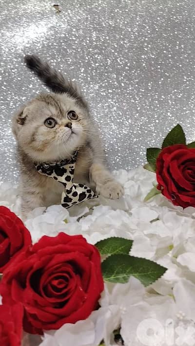 scottish silver chinchella and british male wfemale available