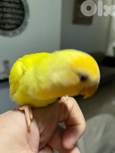 روز اوبلاين اول فطامو