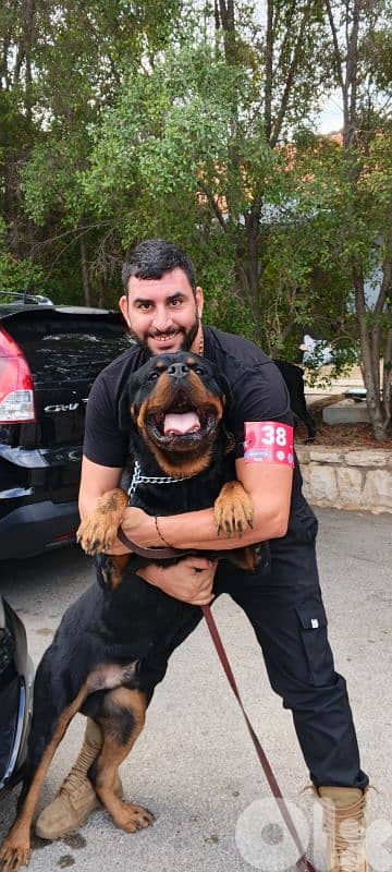 rottweiler serbian blood timitor