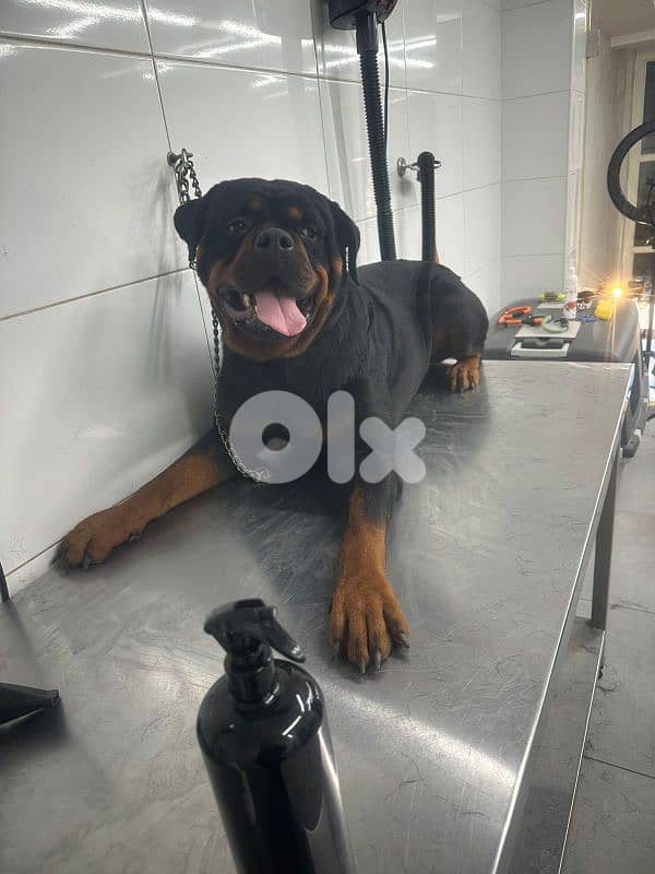 rottweiler serbian blood timitor 1