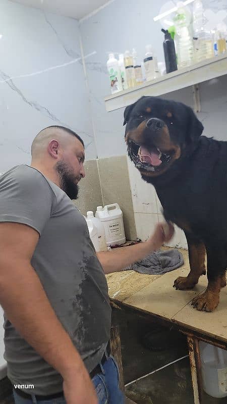 rottweiler serbian blood timitor 2