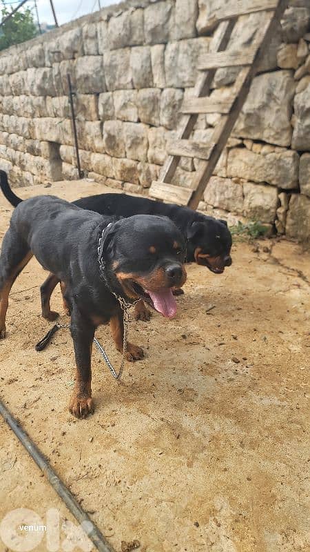 rottweiler serbian blood timitor 3