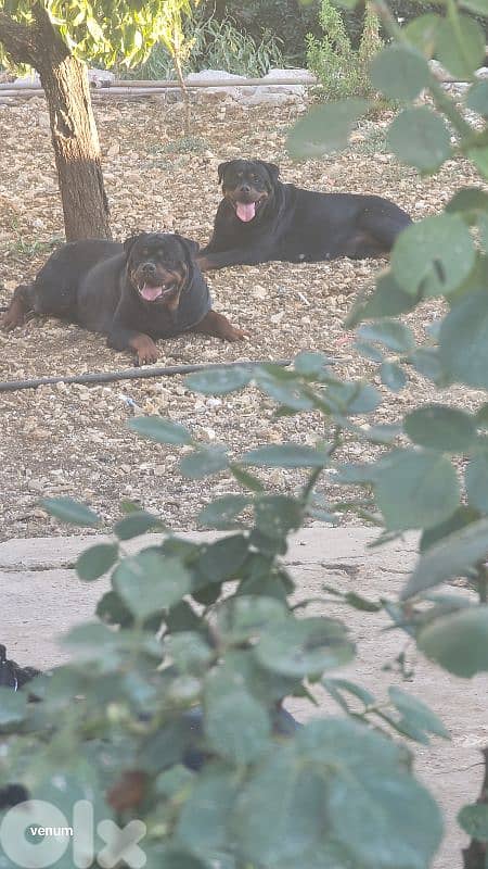 rottweiler serbian blood timitor 4