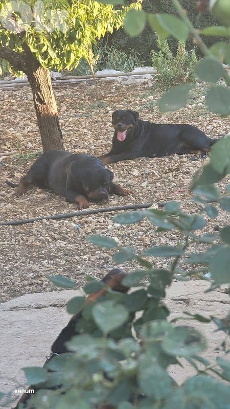 rottweiler serbian blood timitor 5