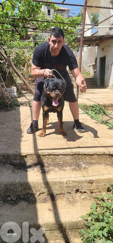 rottweiler serbian blood timitor 6