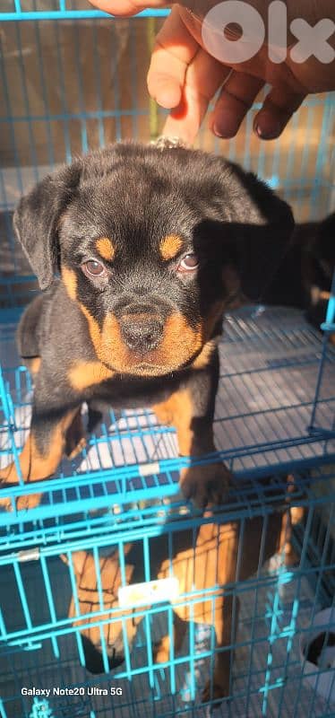rottweiler serbian blood timitor 7