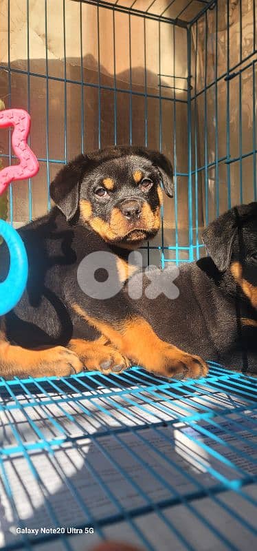 rottweiler serbian blood timitor 8
