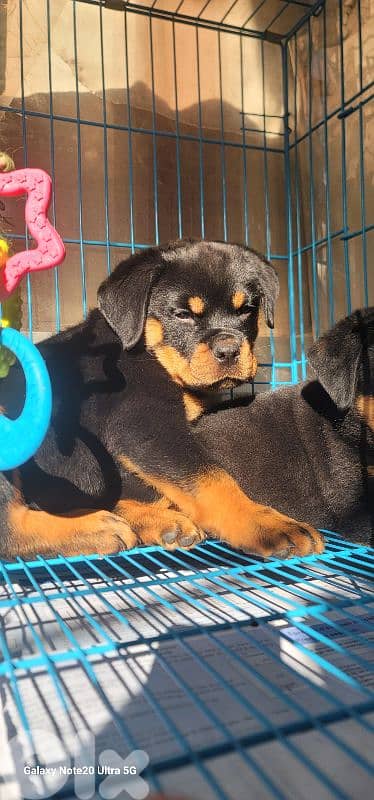 rottweiler serbian blood timitor 9