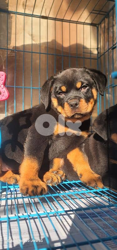 rottweiler serbian blood timitor 10