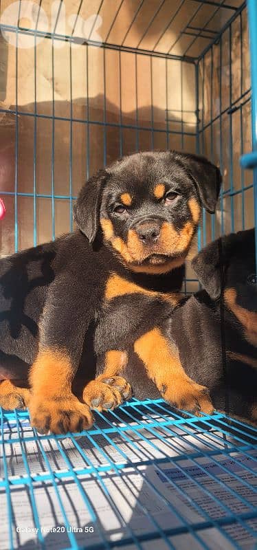 rottweiler serbian blood timitor 11