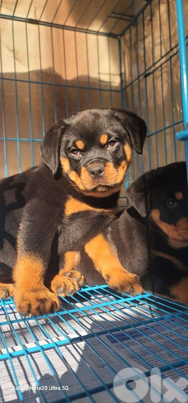 rottweiler serbian blood timitor 12