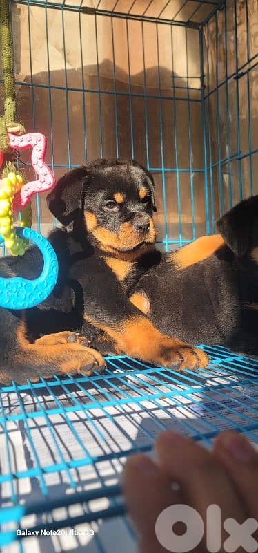 rottweiler serbian blood timitor 13