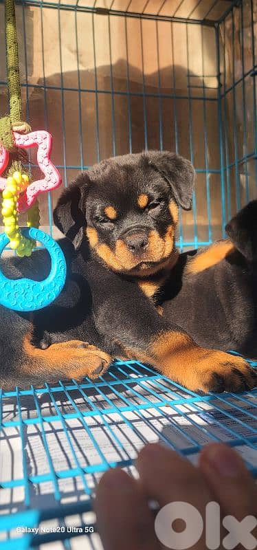 rottweiler serbian blood timitor 14