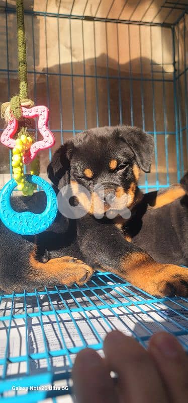 rottweiler serbian blood timitor 15