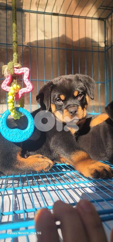 rottweiler serbian blood timitor 16