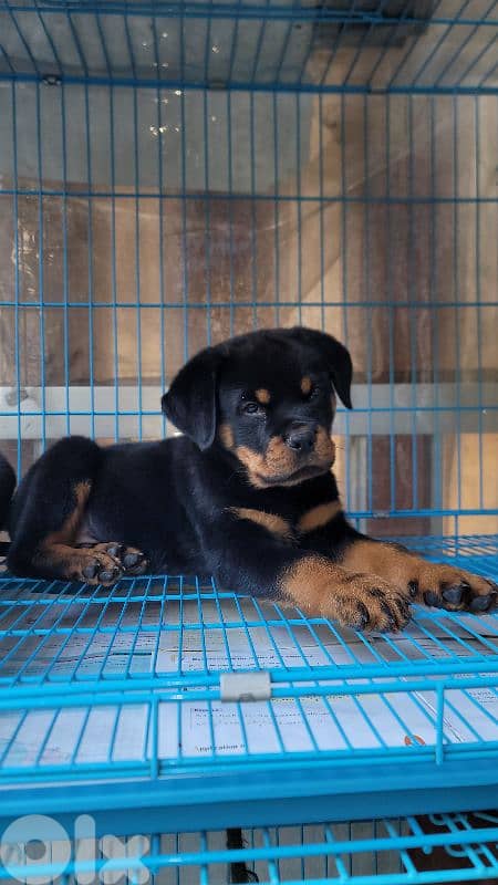 rottweiler serbian blood timitor 17