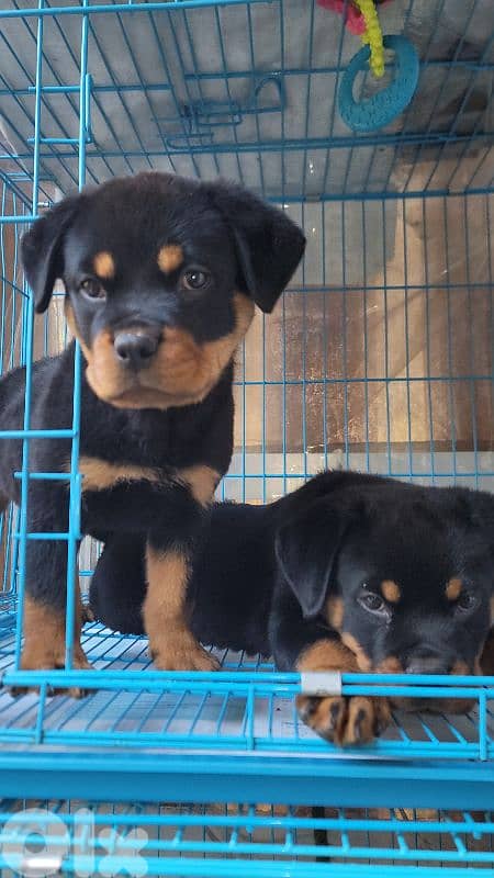 rottweiler serbian blood timitor 18