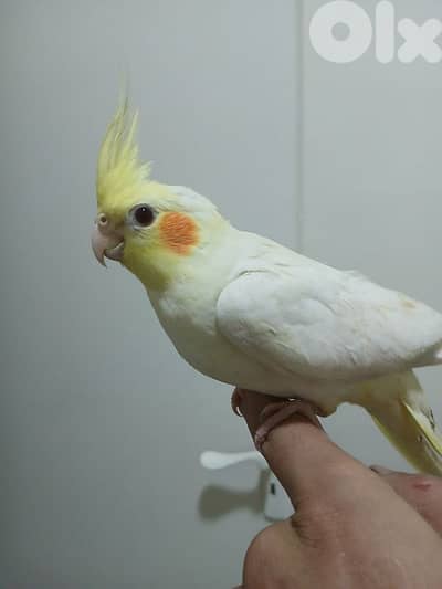 فرخ كروان لاتينو