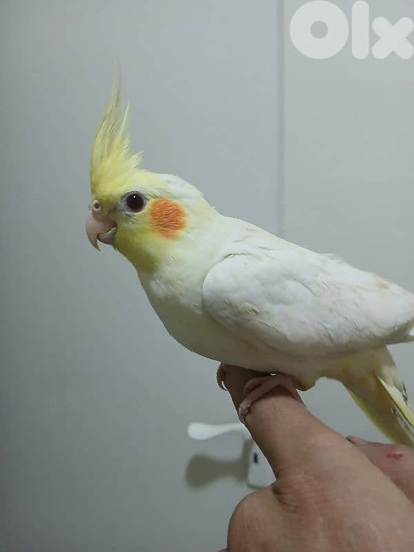 فرخ كروان لاتينو 0