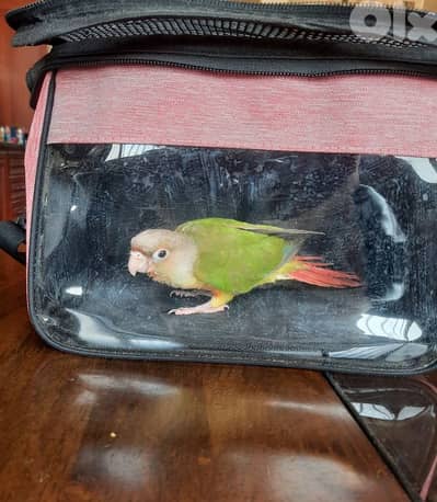 كونيور اناناس مزقم من عمر الاسبوعين . العمر شهر وشوي. . انفطم