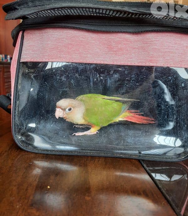 كونيور اناناس مزقم من عمر الاسبوعين . العمر شهر وشوي. . انفطم 0