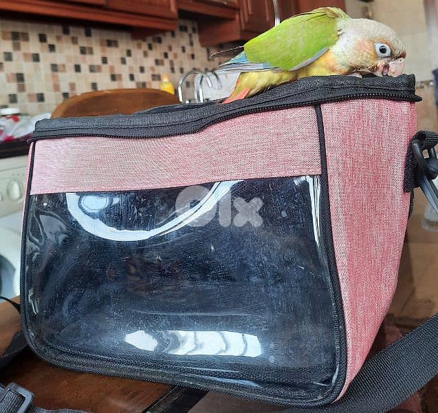 كونيور اناناس مزقم من عمر الاسبوعين . العمر شهر وشوي. . انفطم 1